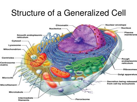 Cell physiology, pathophysiology and the relationship to all human ...