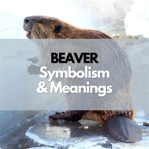 Understanding Beaver Symbolism and Meanings - Symbol Genie