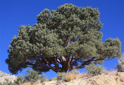 Pinyon Pine és un arbre curt i matollar