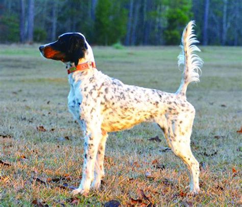 English Setter Info, Temperament, Lifespan, Puppies, Pictures