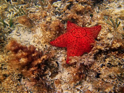 Red Cushion Sea Star (Oreaster reticulatus) - ANGARI Foundation