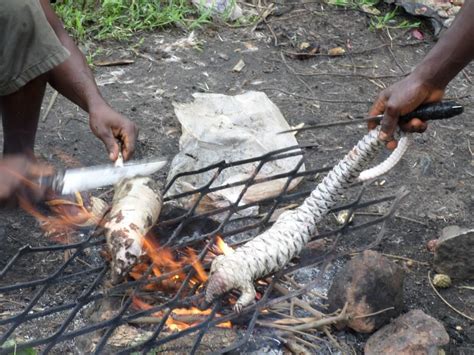 Eating pangolins to extinction | IUCN