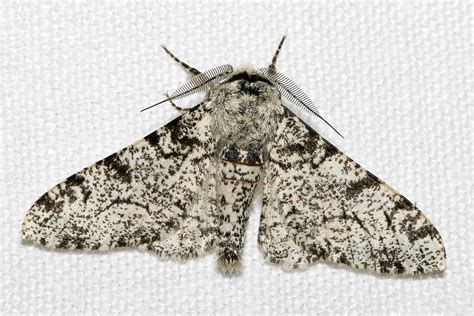 Peppered moth | Industrial Melanism, Camouflage, Evolution | Britannica