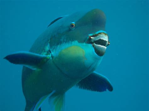 X-Rays Reveal the Biting Truth About Parrotfish Teeth – News Center