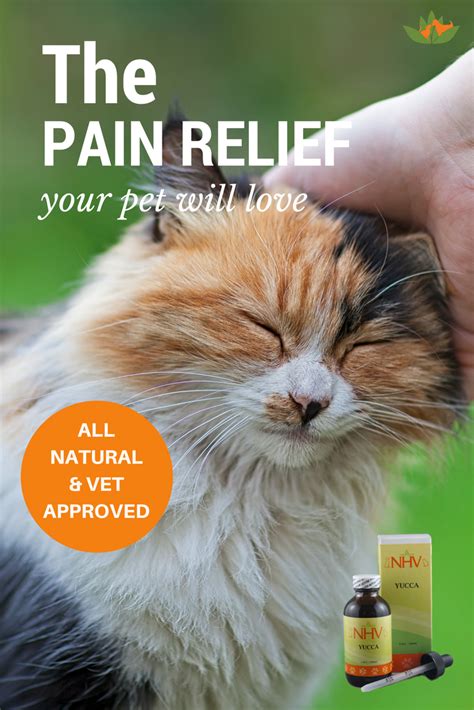 safe natural pain relief for cats - Mastermind Blook Pictures Gallery