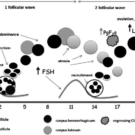 (PDF) HORMONAL METHODS FOR ESTROUS CYCLE MANIPULATION IN DAIRY COWS