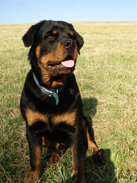 Rottweiler - Spirit Animal Totems and Messages