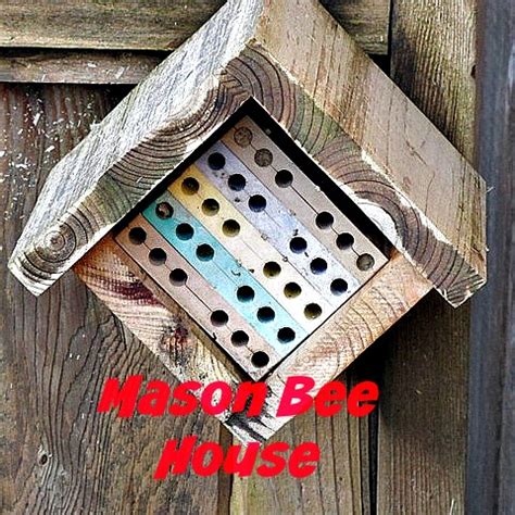 Mason Bees Habitat and Bee House For A Gardener's Gift! - Fraser Valley ...