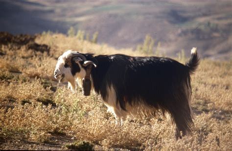 Goat genome reveals oldest genetic discovery of domestication - Earth.com