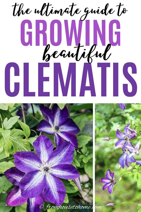 Clematis Vine Care: Planting, Growing and Pruning Tips