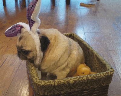 Pug GIFs - Find & Share on GIPHY