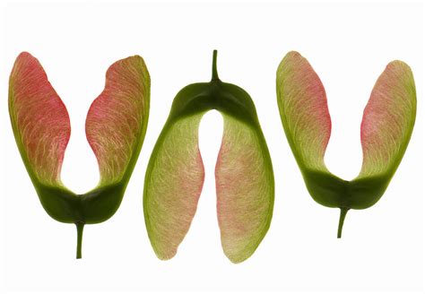 Sycamore Tree Seeds Photograph by Gustoimages/science Photo Library