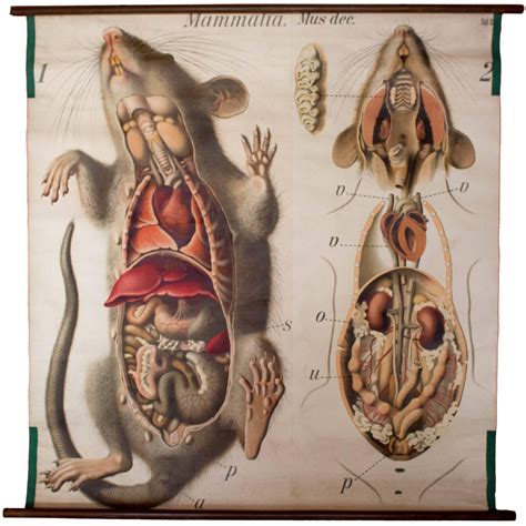 Rat Wall Chart by Paul Pfurtscheller, 1910 | Anatomy art, Scientific ...