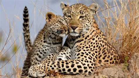 Leopards to be Released into Last Remaining Truly Wild Areas of ...