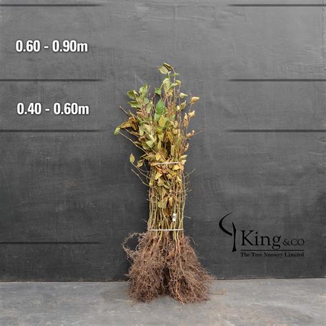 Buy Bare Root Hornbeam: A Hardy Tree with Seasonal Appeal - King and Co ...