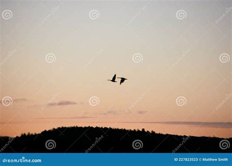 Geese Flying through the Sky at Sunrse Stock Image - Image of birds ...