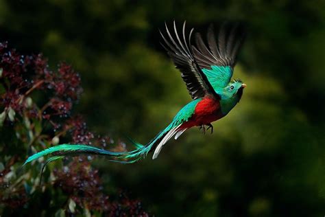 Costa Rica's Most Beautiful Birds - WorldAtlas