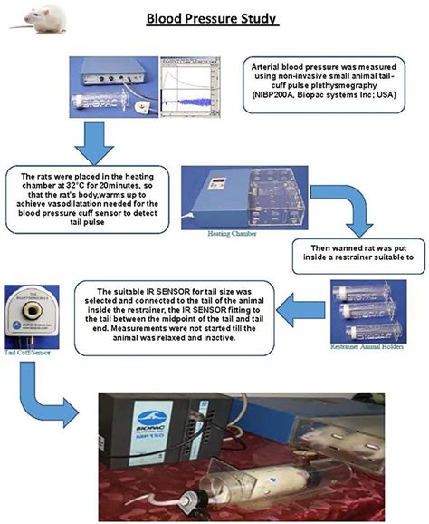 Graph showing steps of blood pressure measurement in rats of studied ...