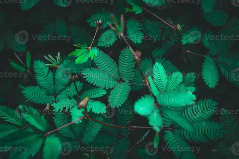 aesthetic beautiful green nature background 8140403 Stock Photo at Vecteezy