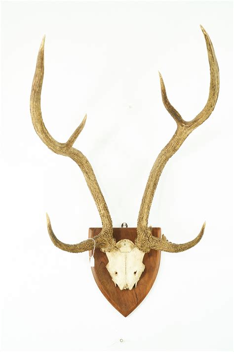 Chital Antlers 9075 - UK Bird Small Mammal Taxidermist Mike Gadd