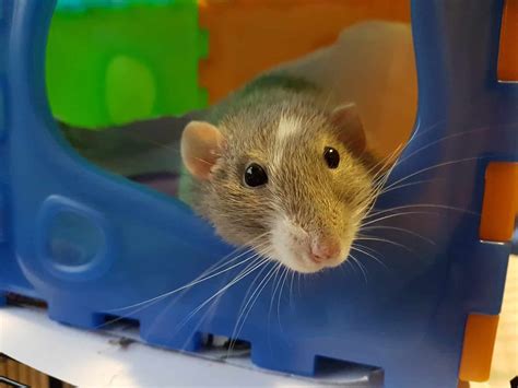 Fancy Rat: Facts, Characteristics, Care Guide, & More - Pet Breeezy