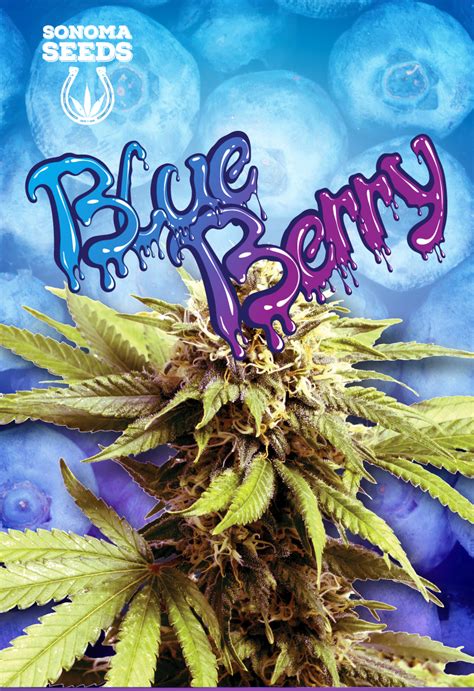 BUY Blueberry OG Feminized Seeds