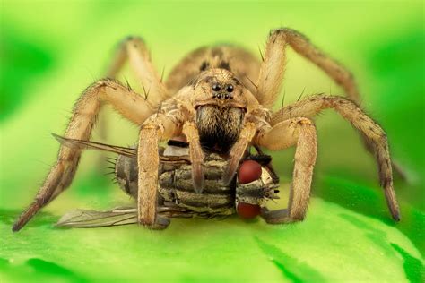 Wolf Spiders in Texas: The Complete Guide - Wiki Point