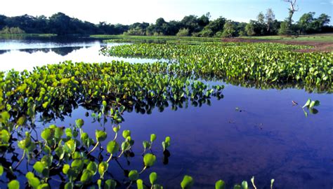 Pantanal Wetland - Worldwide Holidays