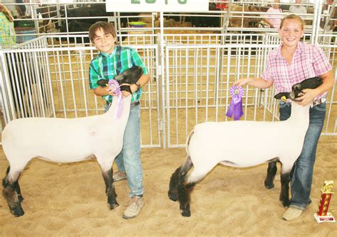 4-H Sheep Show | The Holton Recorder