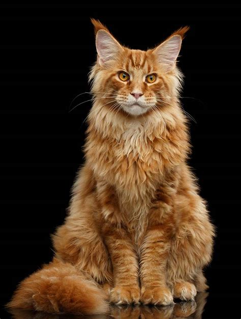 Orange Tabby Cat: Fascinating Facts About Orange Cats