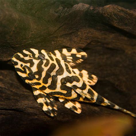 L134 Leopard Frog Pleco - Buy Leopard Pleco Online | AQU ...