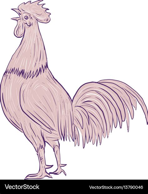 Chicken rooster crowing side drawing Royalty Free Vector