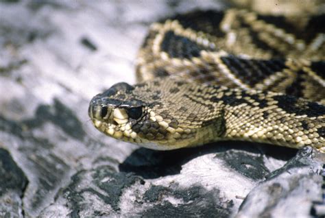 Warmer weather makes venomous snake bites more likely, researchers find