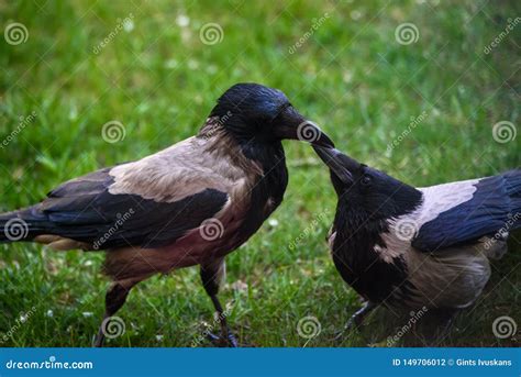 Couple of Grey Crow Corvus Tristis Birds Feeding Each Other Stock Photo ...