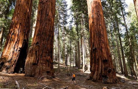 雑誌で紹介された SEQUOIA kids-nurie.com