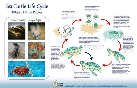 Lesson 6 - Turtle Life Cycles - Life Cycles: Exploring the lives of ...