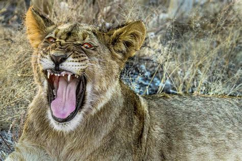 Black-Maned Lion Cub Photograph by Kay Brewer - Pixels