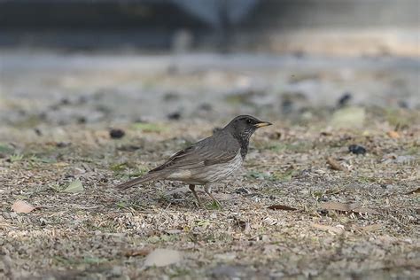 Twelve Black-throated Thrushes in Deffi Park - Jubail | Focusing on ...