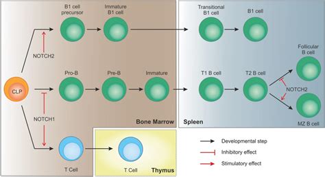 B Cell Malignancies