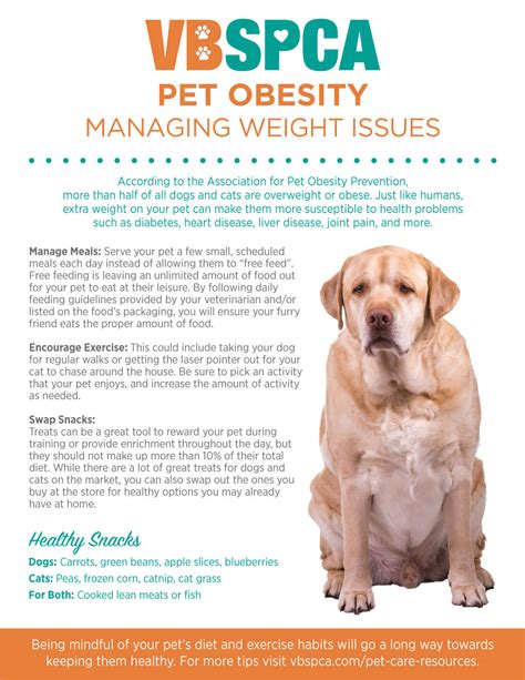 Pet Obesity | Managing Weight Issues – Virginia Beach SPCA