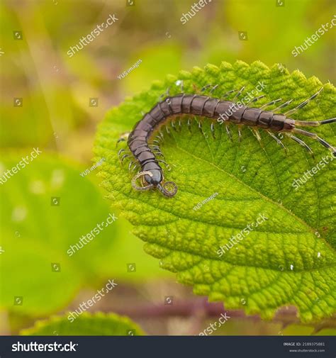 Centipedes Chylopods Centipedes Chilopoda Class Venomous Stock Photo ...