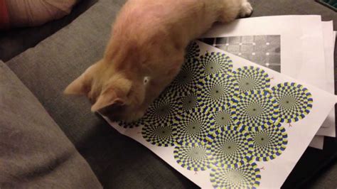 My cat can see the rotating snake illusion! - YouTube