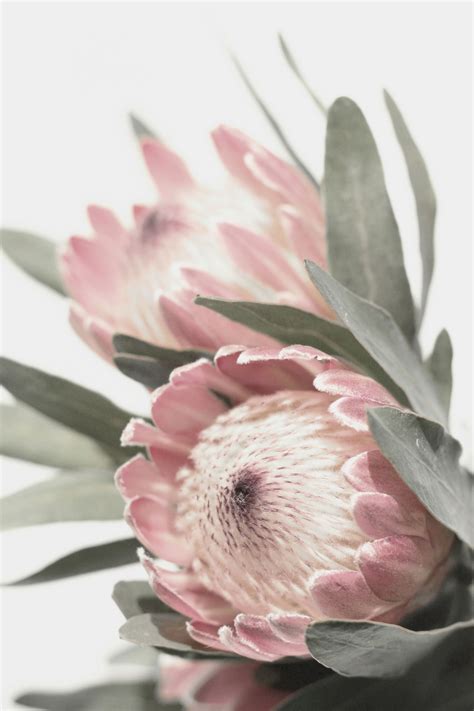 Protea Photography Print Wall Art | Australian Native Pink Flower ...