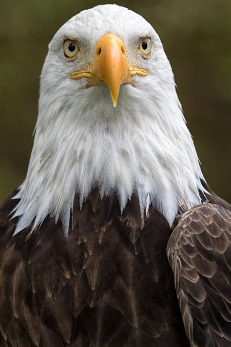 American Bald Eagle Closeup Stock Image - Image of closeup, bald: 98457413