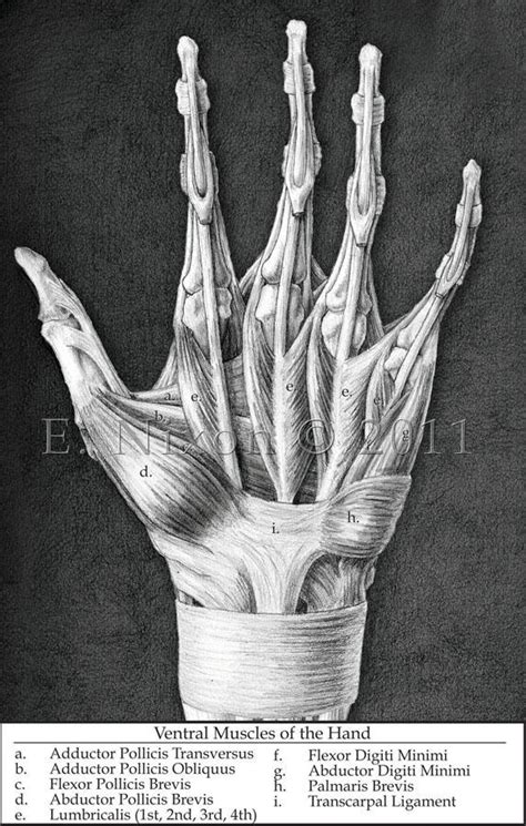 Ventral Hand Muscles by elizabethnixon on DeviantArt