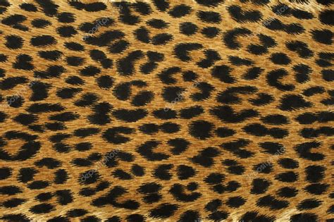 Close up leopard spot pattern Stock Photo by ©mimagephotos 52444739