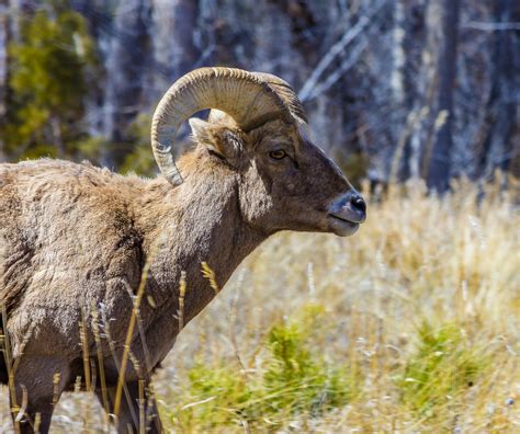 Colorado Wildlife - Wildlife Photography on Fstoppers