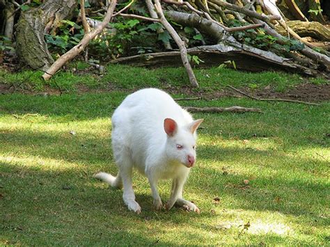 Information of The World: White Kangaroo from Australia.