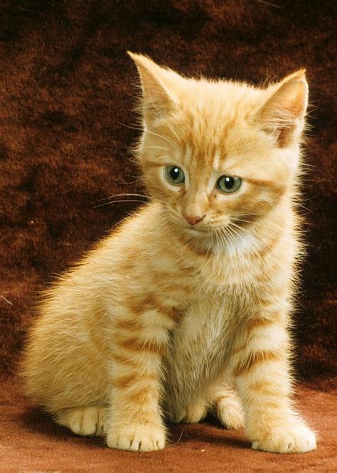 Orange Tabby Mixed Breed Kitten Photograph by Larry Allan