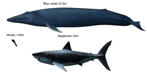 Blue Whale Megalodon Size Comparison